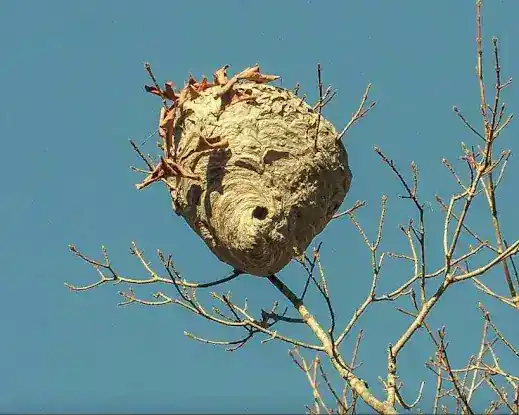 Honey Bee Rescue Service