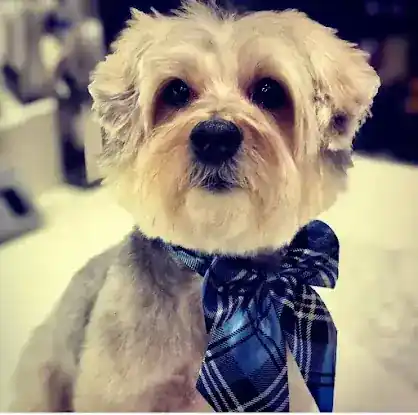 Honey Pooch