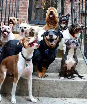 Hotel Bark Ave