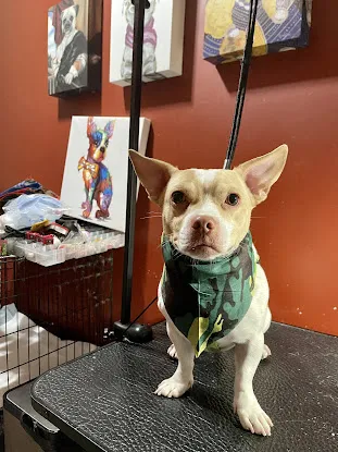 House Pet Grooming and Trainer