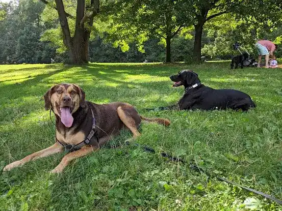HouseBroken, Inc.