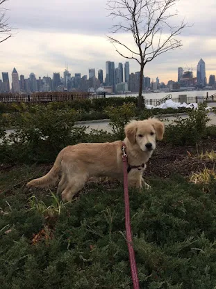 Hudson Barks