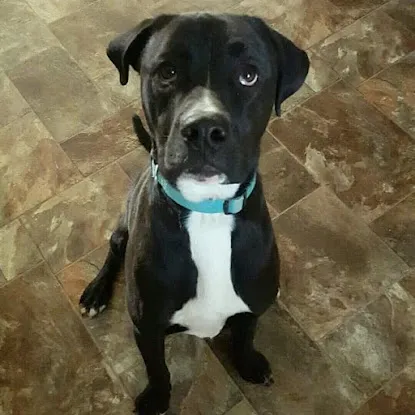 I Love Labrabulls & Pitadors