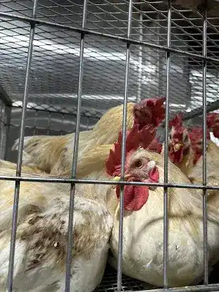 Ibrahim Poultry