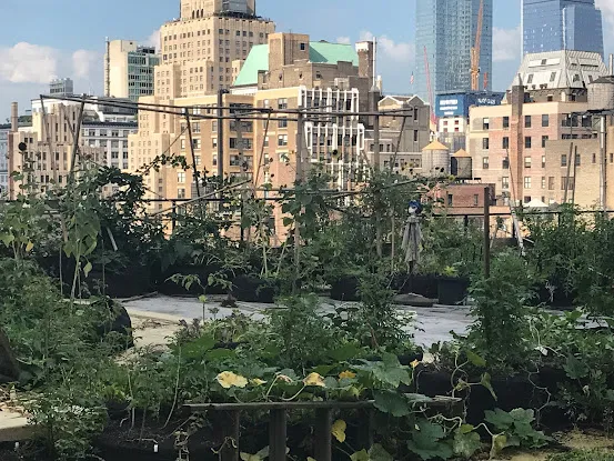 Inner City Farmer