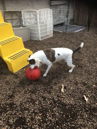 Instinct Dog Behavior & Training