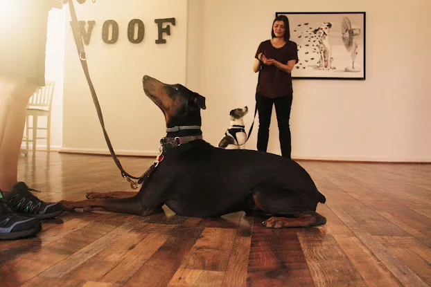 Instinct Dog Behavior & Training, New Jersey and Philadelphia