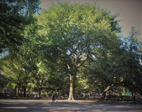 ISKCON Hare Krishna Tree