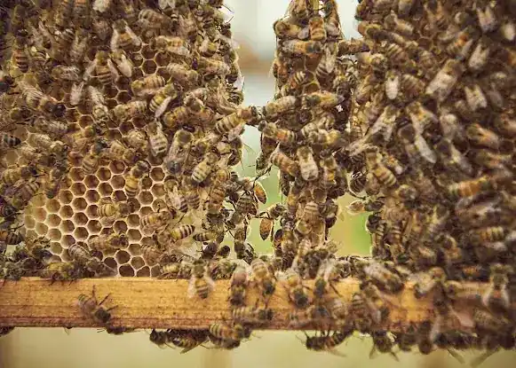 ISLAND BEE PROJECT