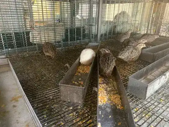 Island Live Poultry. Vivero