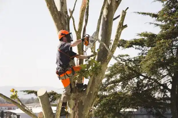 J R's Tree Services