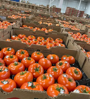 Jacob's Tomato corp
