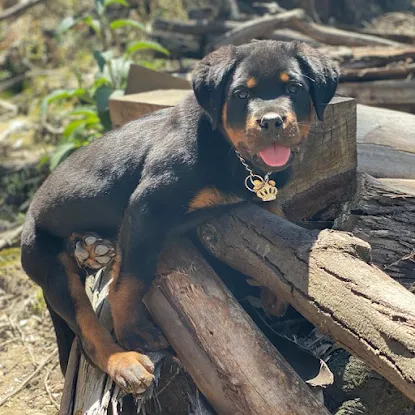 Jasperranch Rottweilers