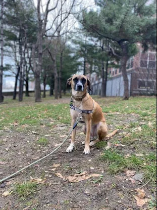 Jersey City Dog Walking
