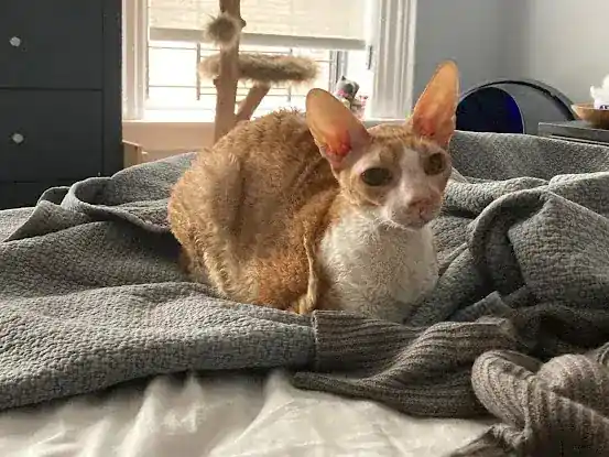 JoetheCatSitter