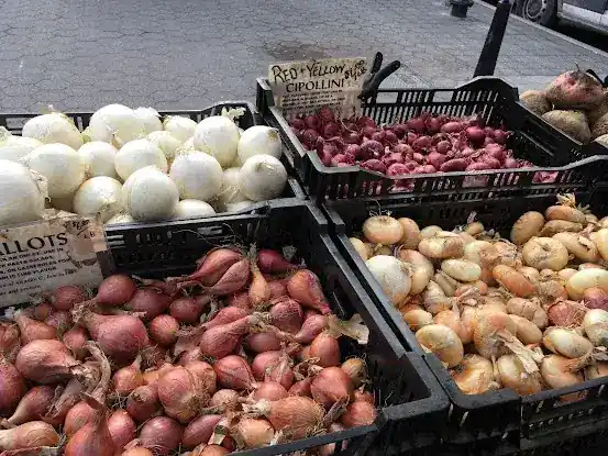 John Madura Farm - Union Square