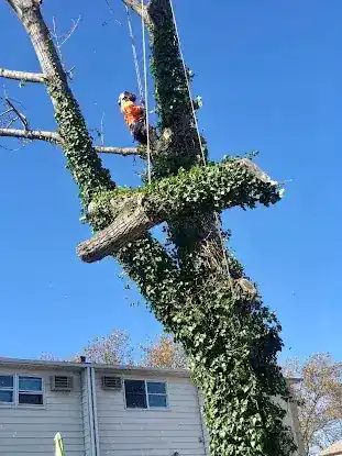 Johnny's Tree Service