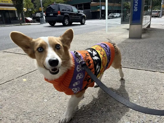 Jordan's Pet Care - Brooklyn Dog Walking and Pet Sitting