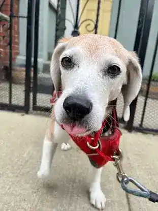 Jordan's Pet Care - Manhattan Dog Walking and Pet Sitting