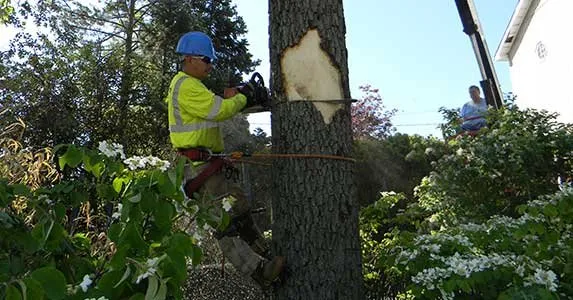 JRs Tree Service
