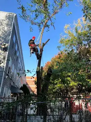 Juan Concha Arborist Service