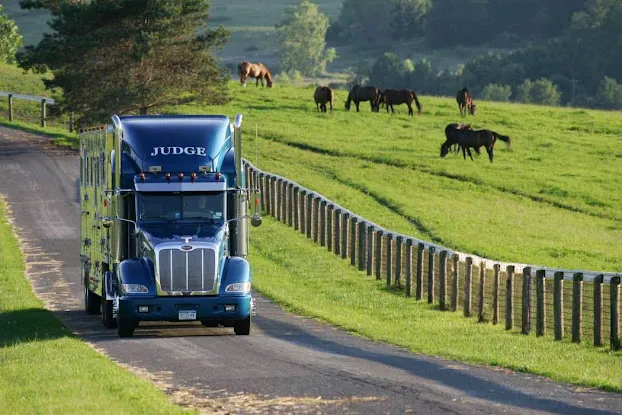 Judge Manning Horse Transportation