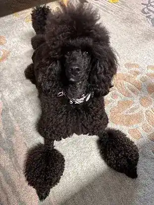 JuVar Standard Poodles