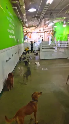 K9dergarten