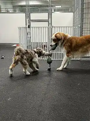 Kate Perry Dog Training + Daycare Center