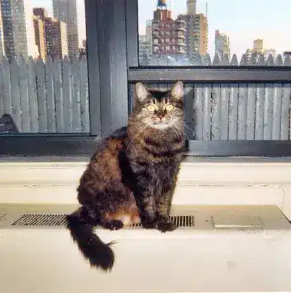 Katie's Kitty