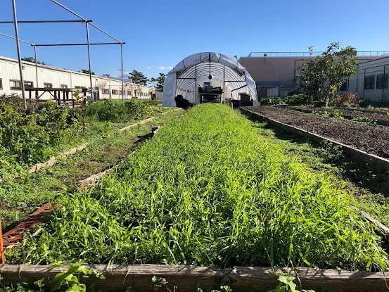 KCC Urban Farm