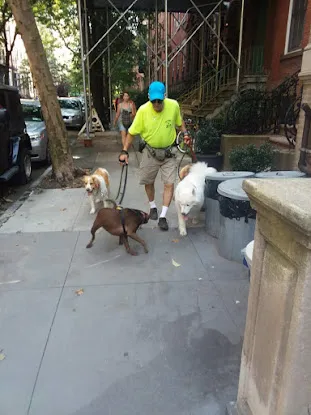 Kenny The Dog Walker