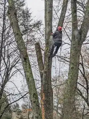 Ken's Tree Care - SavATree