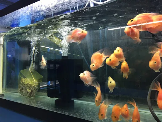 KHC Aquarium