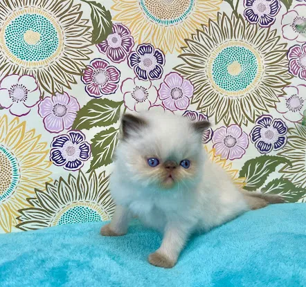 KHLOE’S KITTENS - Persian kittens for sale, Himalayan kittens for sale, Exotic kittens for sale