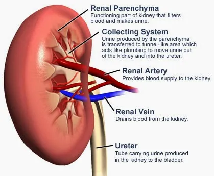 Kidney Cancer Institute