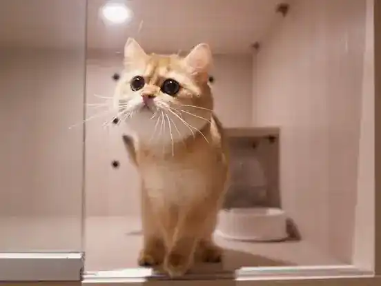 Kimomi Pet | Manhattan Pet Store | Grooming | Boarding & Daycare