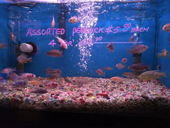 Kissena Aquarium Inc
