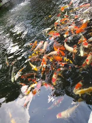 Koi Market Aquatic Nursery