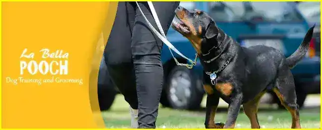 La Bella Pooch Dog Training and Grooming
