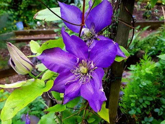 La Perla Garden