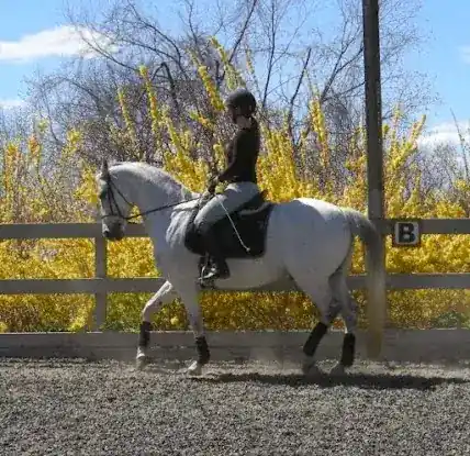 Laisser Faire Dressage