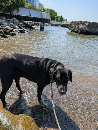Laura's Leashes