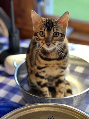 LaVieAnge Bengal Cats and Kittens Cattery