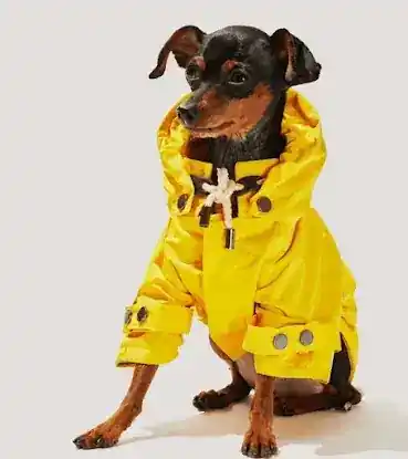 Le Chien Bleu NY pet boutique