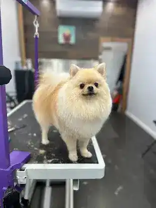 Le’ pulga pet grooming