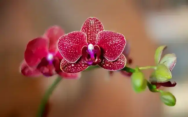 Ling Ling Beauty
