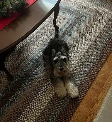 LIT Happy Schnauzers
