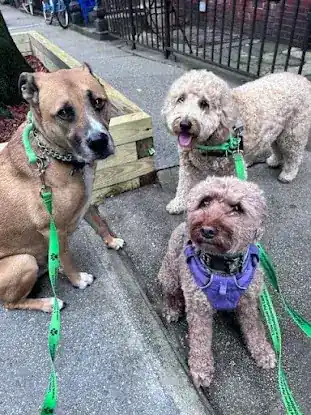 LITTLE DIPPER PET CARE