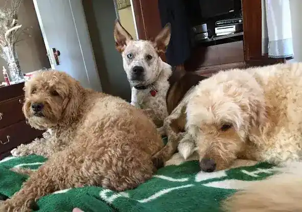 Little Dog House